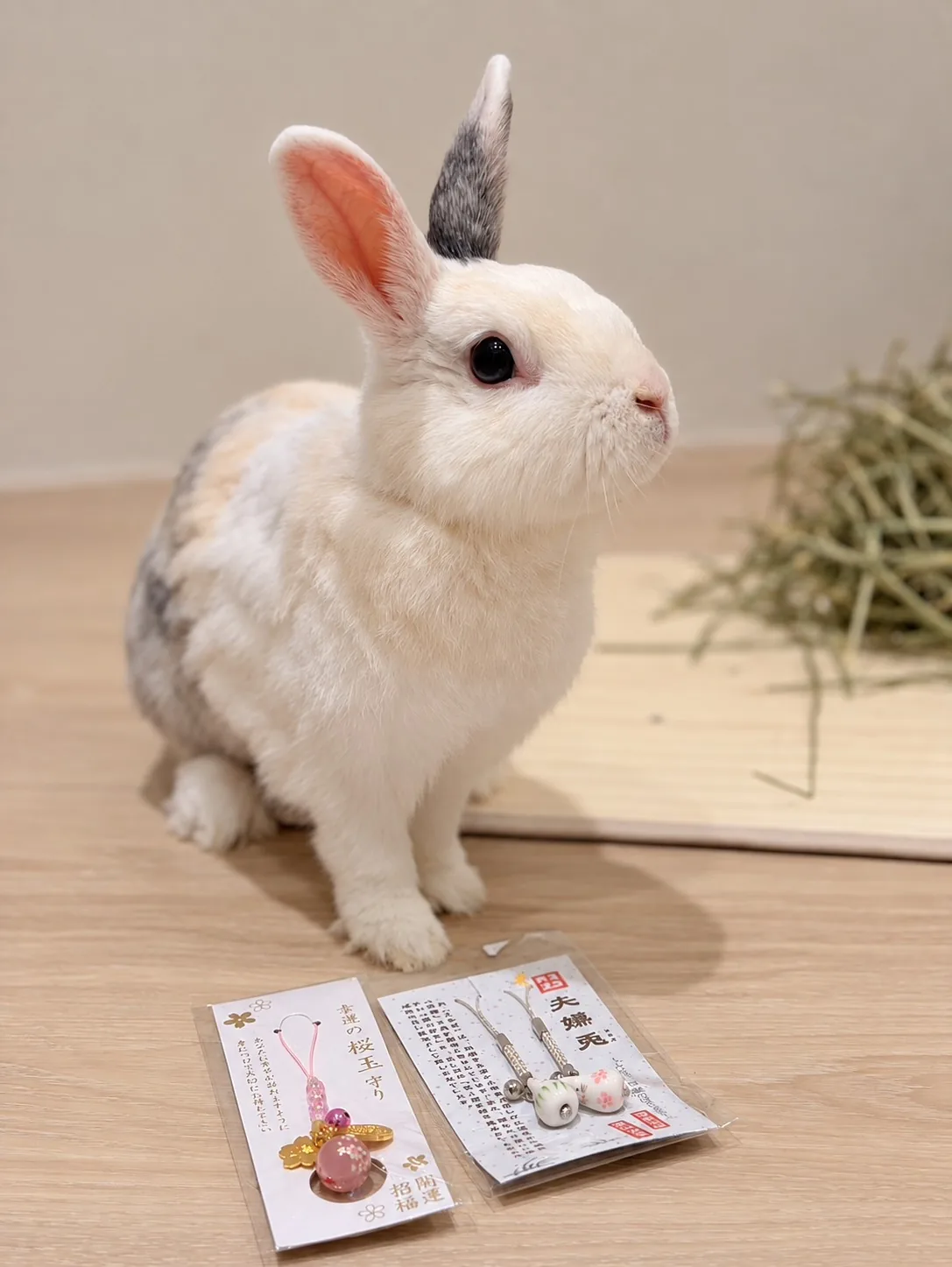 濛點的兔兔濛濛